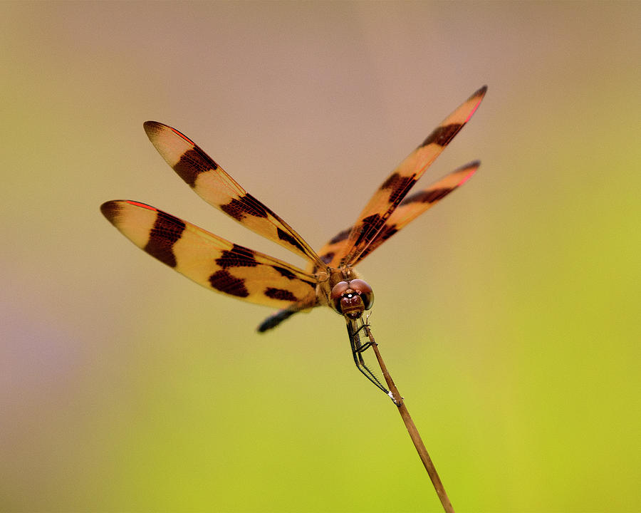 Halloween Pennant Dragonfly 6, celithemis eponina , North Carolina, Photograph, Print Photograph by Eric Abernethy