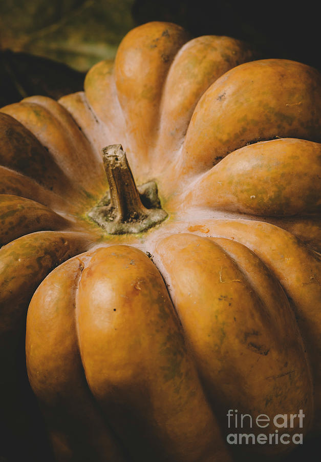 Halloween pumpkin close up Photograph by Jelena Jovanovic