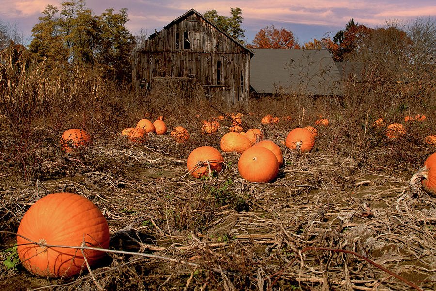 Halloween Pumpkin Patch in Hatfield  Photograph by Jeff Folger