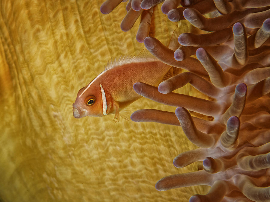 Halsbandanemonenfisch Photograph by Peter Bublitz