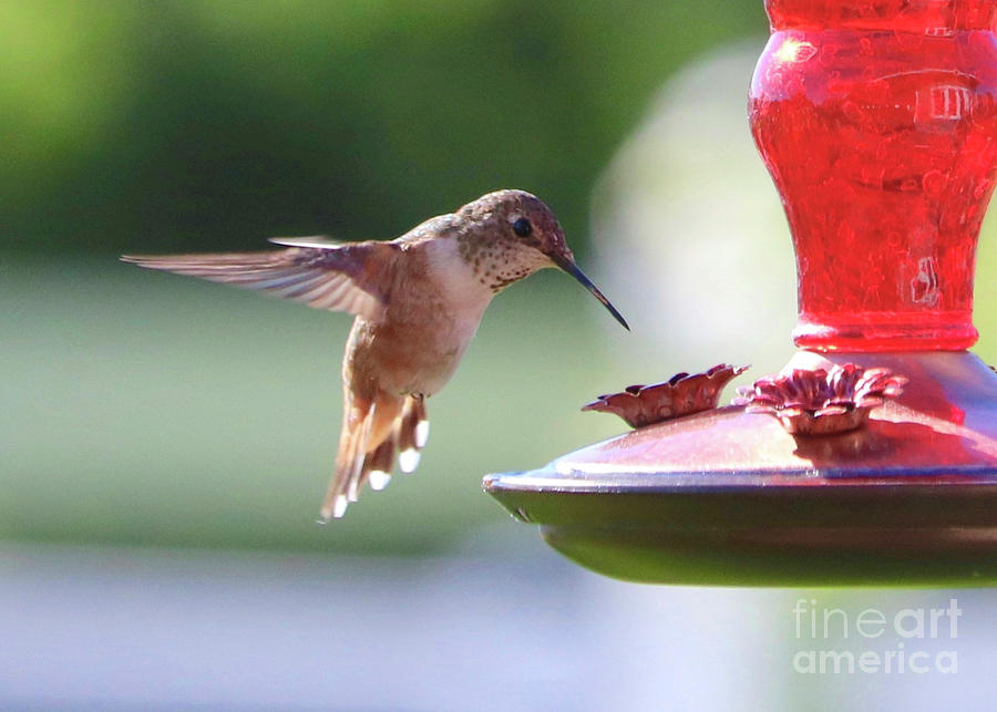 Halting Hummingbird Photograph by Carol Groenen