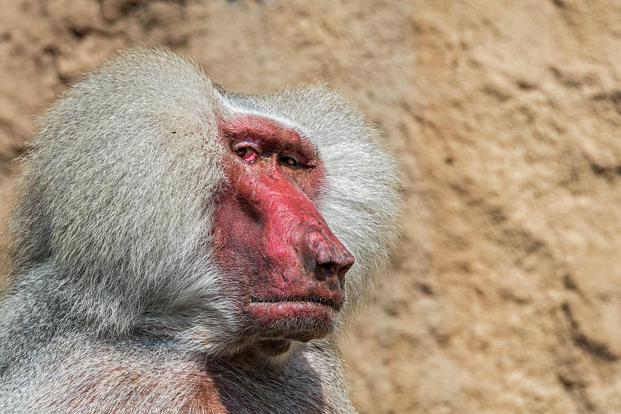 Hamadryas Baboon Photograph by Arterra Picture Library