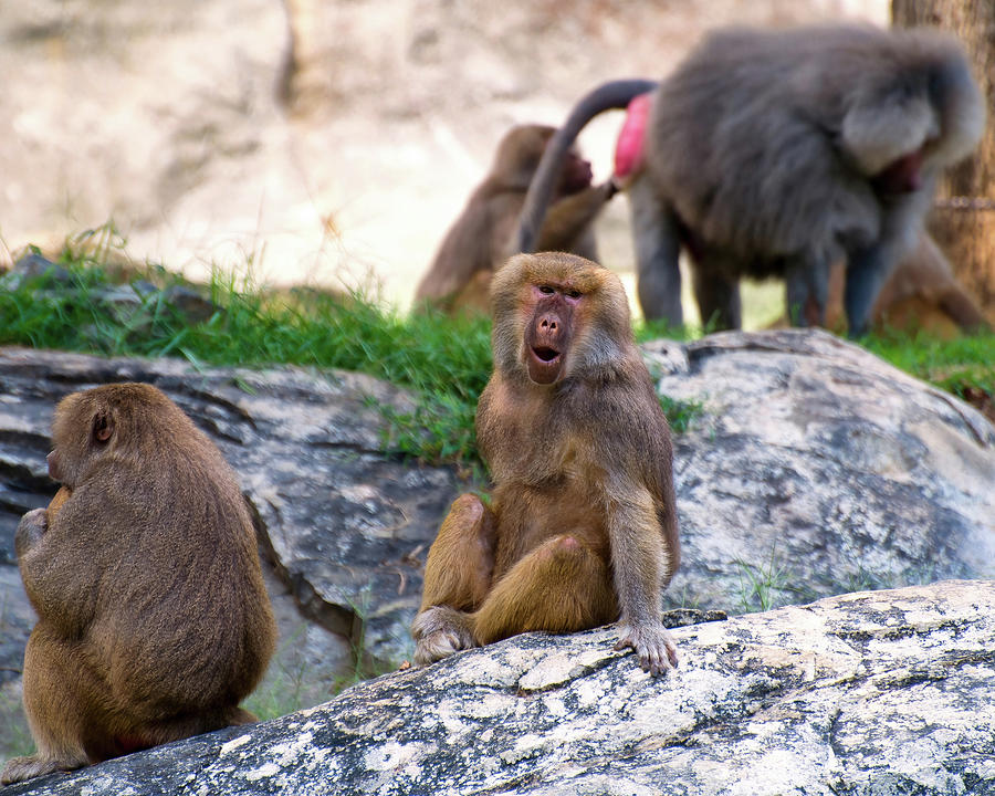 Hamadryas baboon face Photograph by Flees Photos