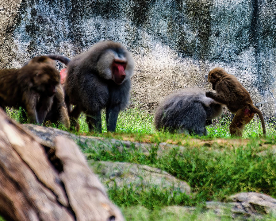 Hamadryas Baboon grooming Photograph by Flees Photos