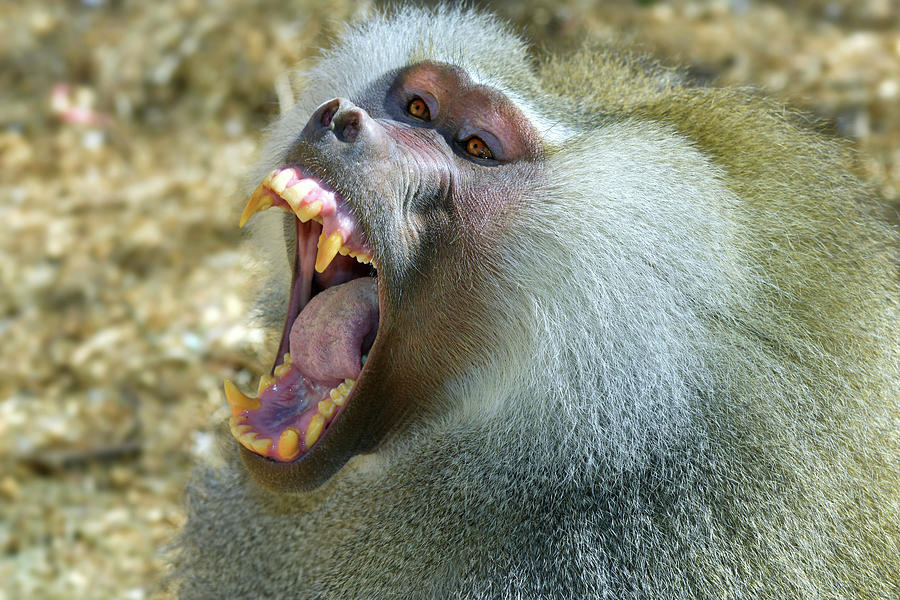 Hamadryas Baboon Male Showing Teeth Photograph by Dean Hueber - Fine ...