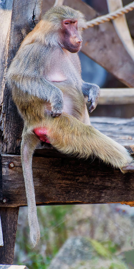 Hamadryas Baboon Sitting On Decking Photograph by Flees Photos