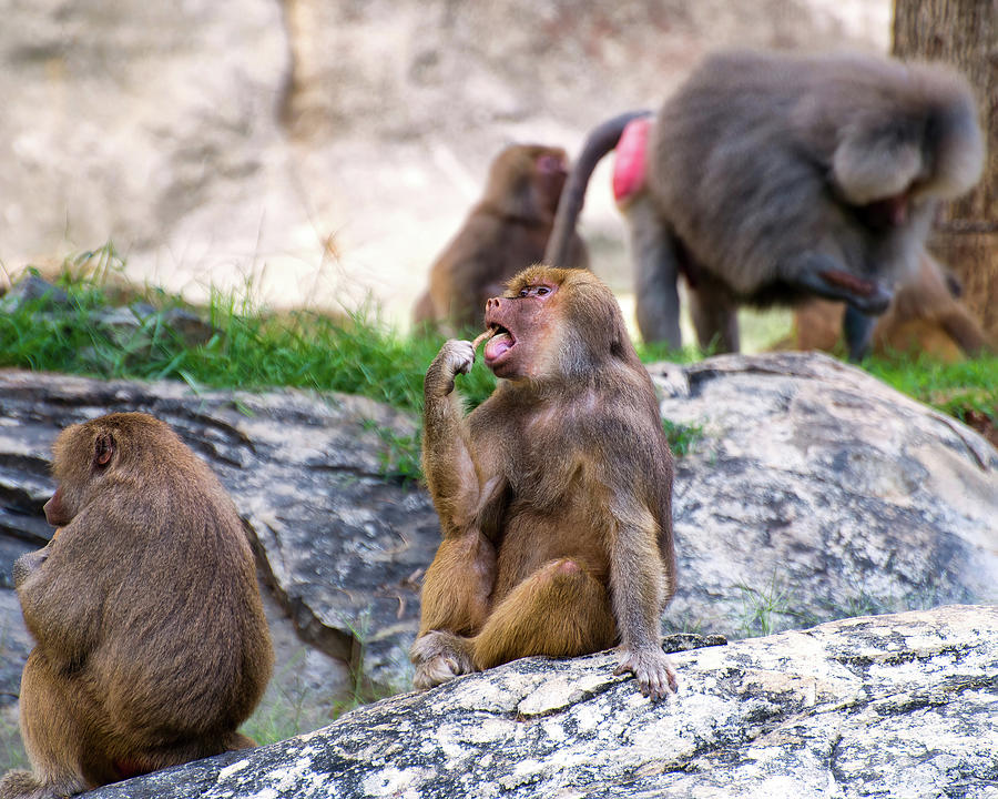 Hamadryas Baboons continue to eat Photograph by Flees Photos