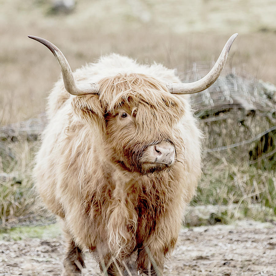 Hamish the cow l Photograph by TheMilkyWay SixOneSix - Fine Art America