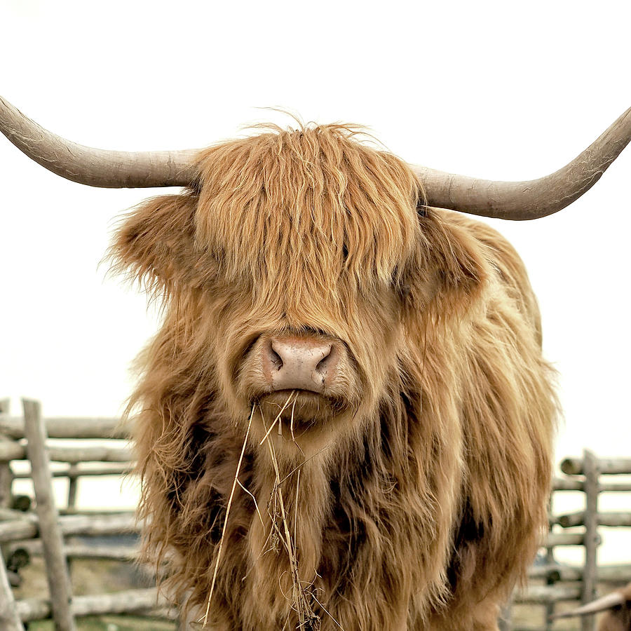 Animal Photograph - Hamish the cow by TheMilkyWay SixOneSix