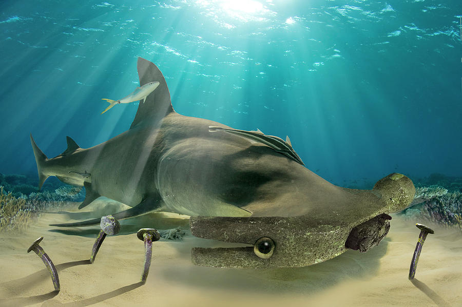 Hammerhead shark 2 Digital Art by Dray Van Beeck