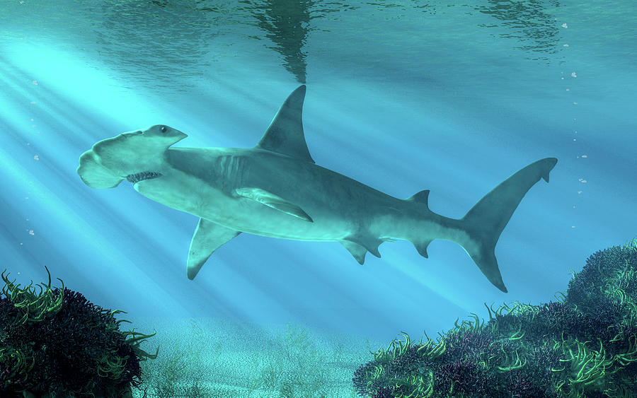 Hammerhead Shark Below the Surface Digital Art by Daniel Eskridge