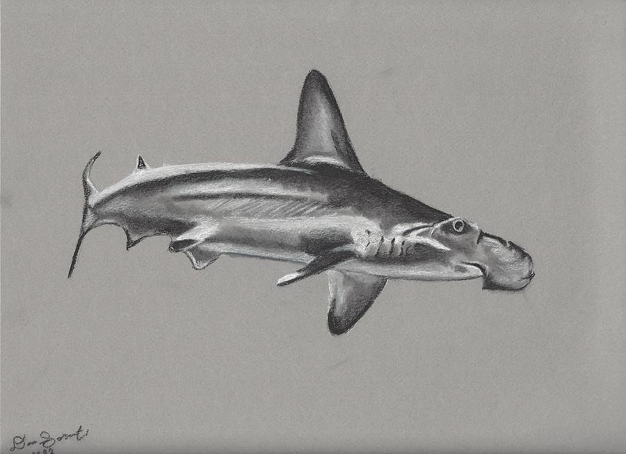 Hammerhead Shark Drawing by Dina Sorrenti Fine Art America