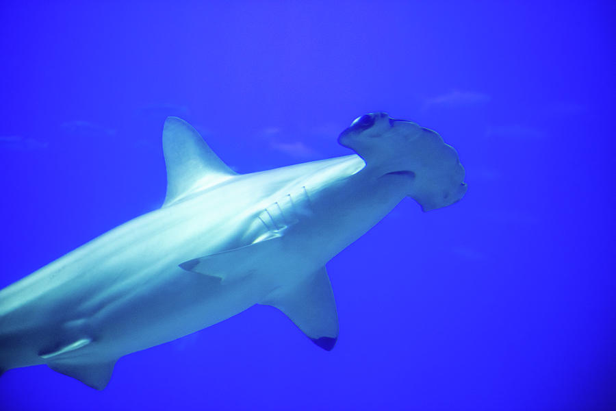 Hammerhead Shark in giant aquarium in Kenting, taiwan Photograph by