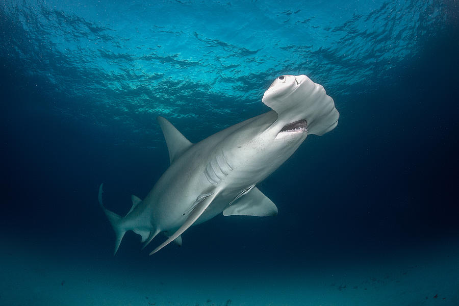 Hammerhead shark in the sea Photograph by Extreme-photographer