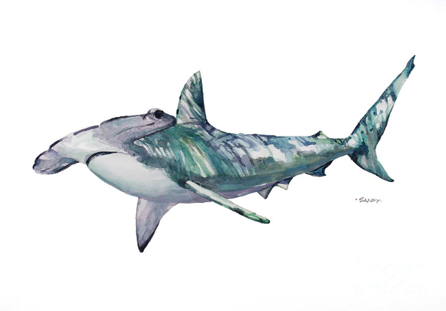 Hammerhead Shark Painting by Sandy Wenell Thornton - Fine Art America