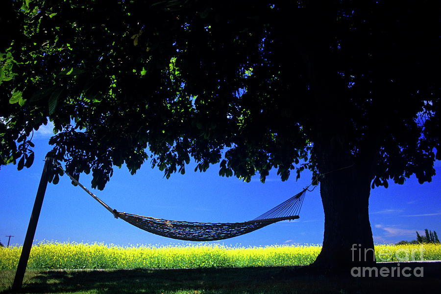 Hammock Tied Between Two Trees Photograph by Jim Corwin Pixels