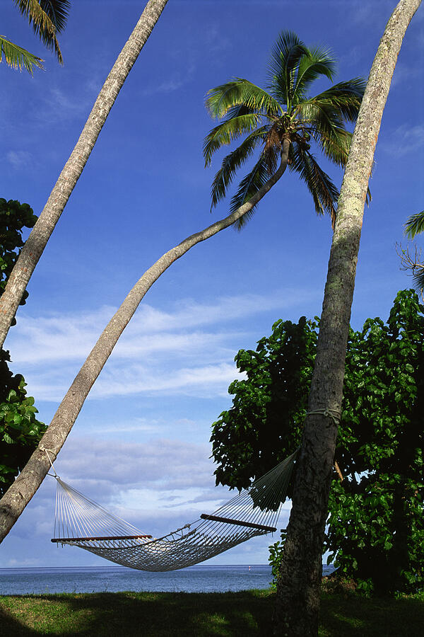 Hammock under palm trees Photograph by Comstock Images