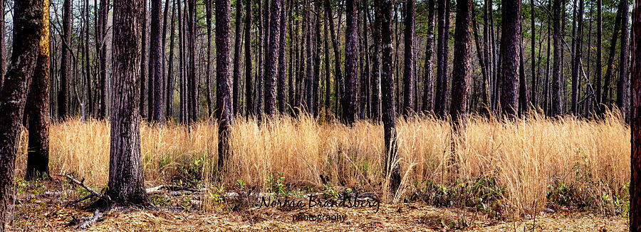 Hampton Plantation Forest Photograph by Norma Brandsberg