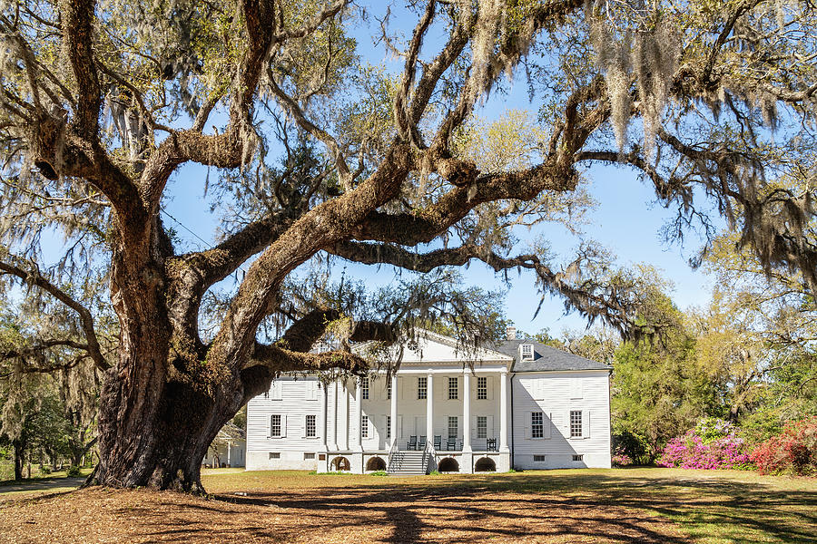 Hampton Plantation, McClellanville, South Carolina Photograph by Dawna Moore Photography
