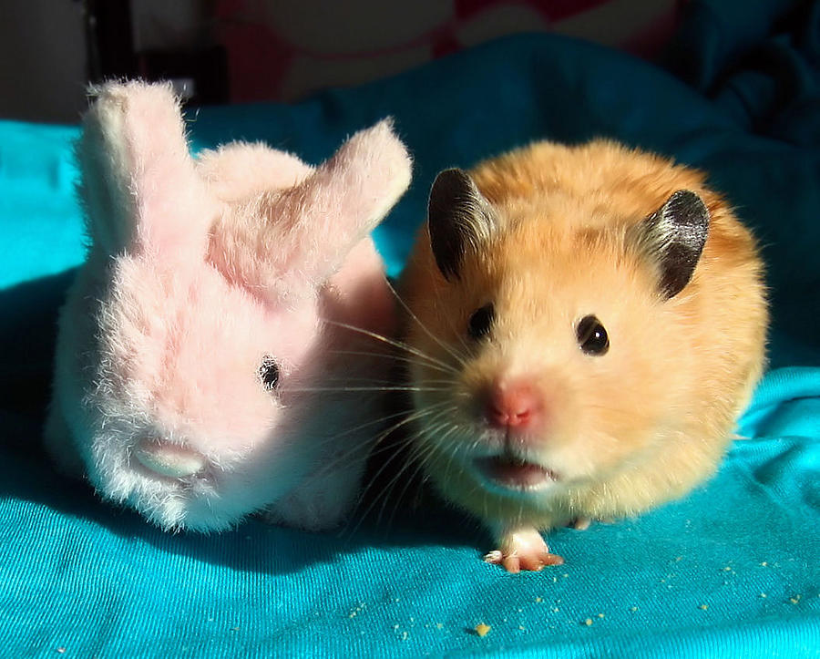 Hamster and plush bunny Photograph by Pyza / Puchikumo