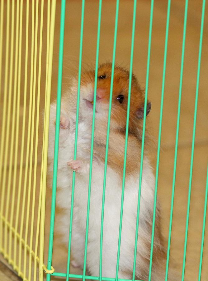 Teddy Bear Hamster Photograph - Hamster Behind Bars by Les Classics