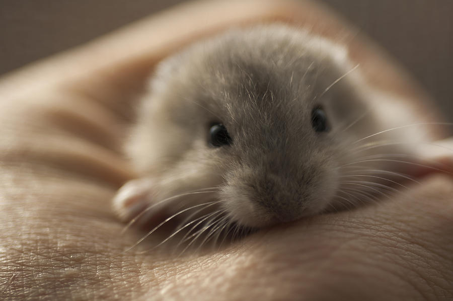 Hamster in my hand Photograph by Masaaki Toyoura