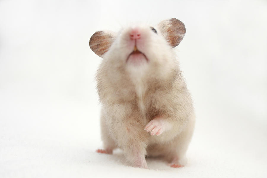 Hamster Photograph by Live Behind The Lense