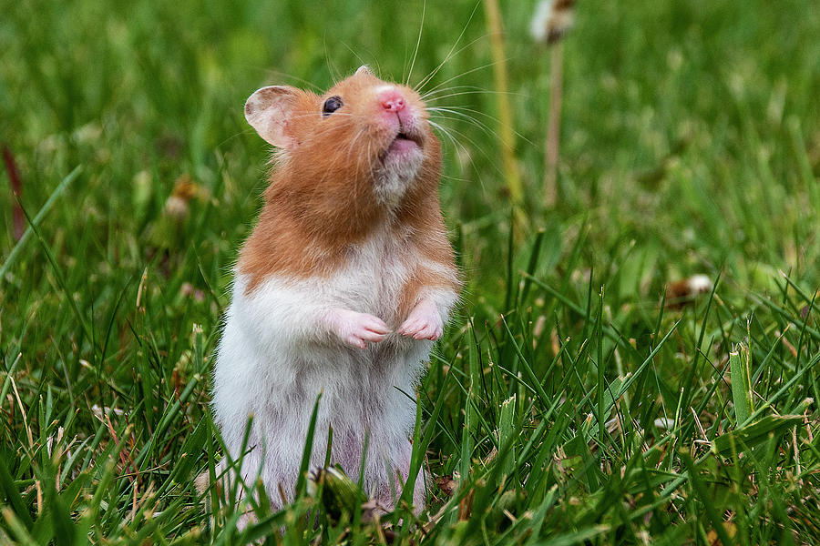 Hamster Standing in Grass Looking Up Photograph by John Twynam