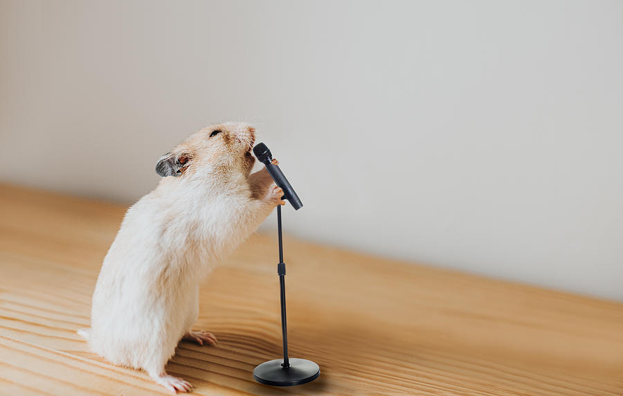 Hamster with a Microphone Photograph by Catherine Falls Commercial