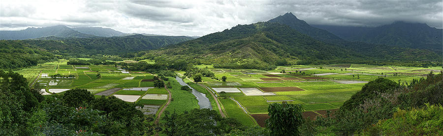 Hanalai Taro Fields Photograph by Roger Mullenhour