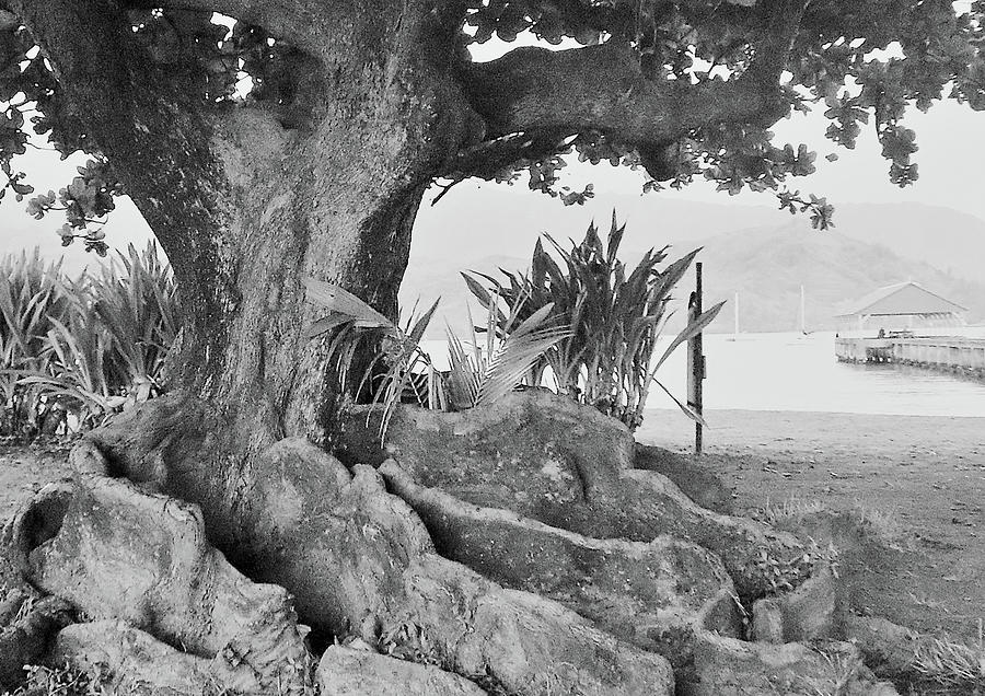 Black And White Photograph - Hanalei Tree by Tony Spencer