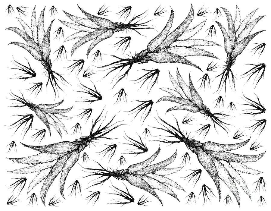 Hand Drawn Background of Aloe Vera Plants Drawing by Iam Nee - Fine Art  America