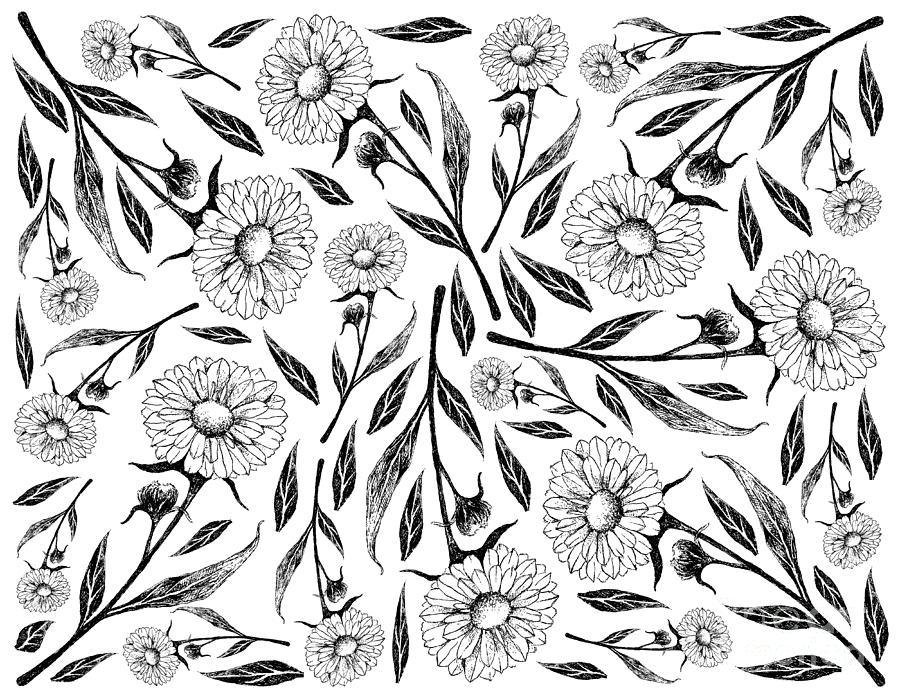 Hand Drawn Background of Calendula or Marigold Flower Drawing by Iam Nee -  Fine Art America