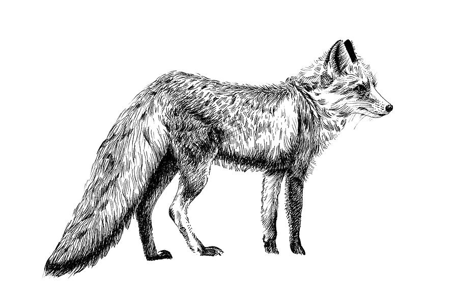 Hand drawn fox, sketch graphics monochrome illustration Drawing by ...