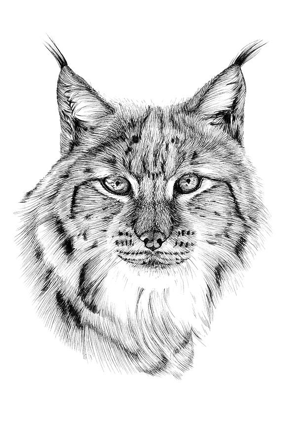 Hand drawn lynx portrait, sketch graphics monochrome illustratio ...