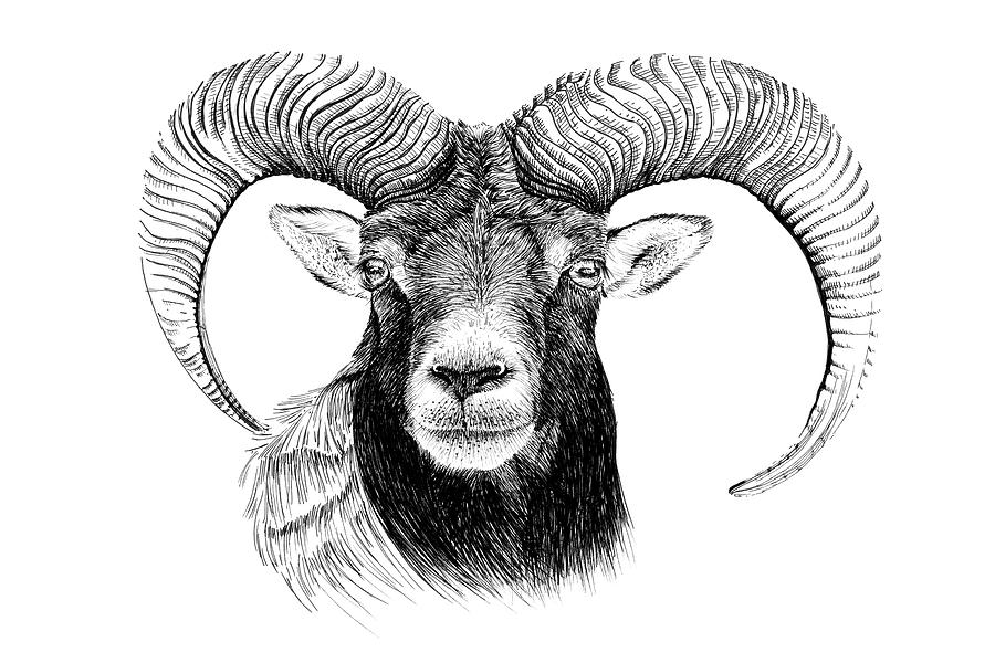 Hand drawn mouflon portrait, sketch graphics monochrome illustra ...