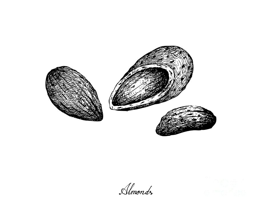 Hand Drawn of Almonds on White Background Drawing by Iam Nee Fine Art