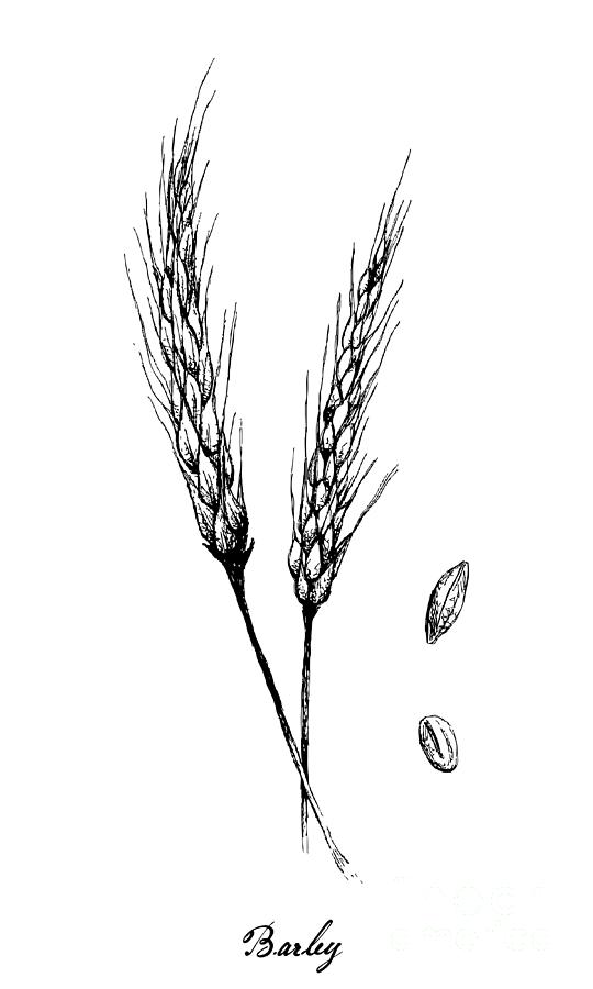 Hand Drawn of Barley on White Background Drawing by Iam Nee Pixels