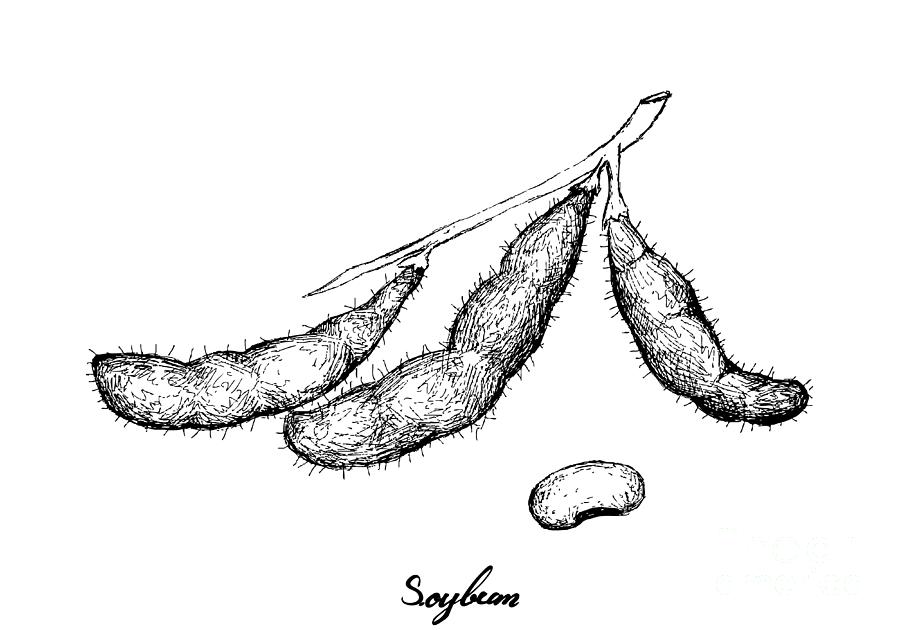 Soybean Soya Bean Glycine Max Illustration Stock Illustration 1540824590 |  Shutterstock