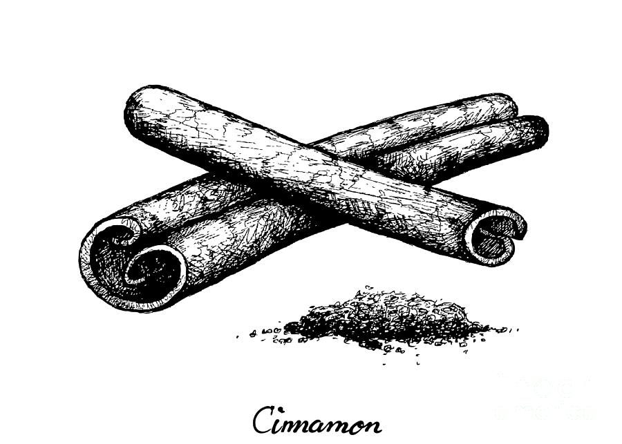 Hand Drawn of Dried Cinnamon Sticks on White Drawing by Iam Nee Fine