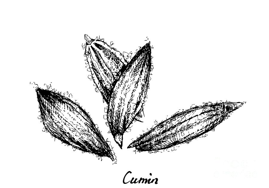 Hand Drawn of Dried Cumin on White Drawing by Iam Nee Fine Art America