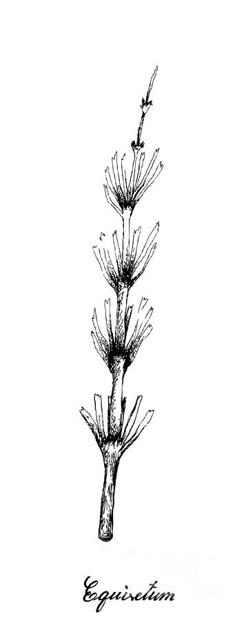 Hand Drawn Of Equisetum Plants On White Background Drawing