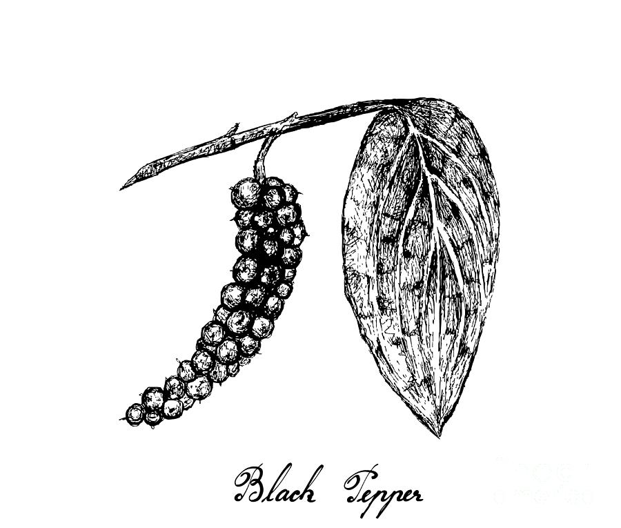 Hand Drawn of Fresh Black Pepper or Peppercorn Drawing by Iam Nee