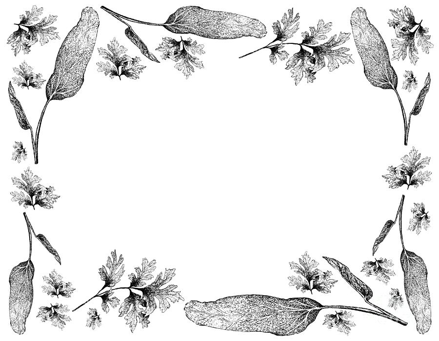 Hand Drawn of Fresh Chervil with Sage Frame Drawing by Iam Nee - Fine ...