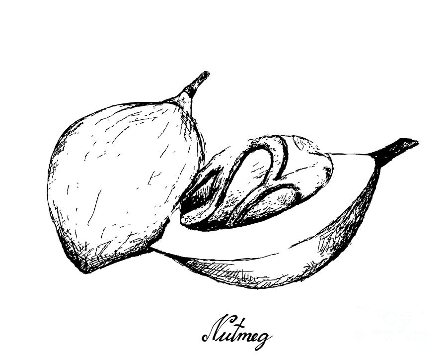 Hand Drawn of Fresh The Nutmeg Fruits Drawing by Iam Nee | Fine Art America