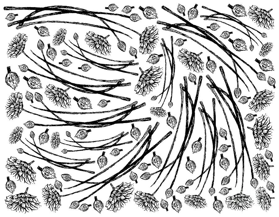 Hand Drawn Of Garlic Chives With Flowers Background Drawing