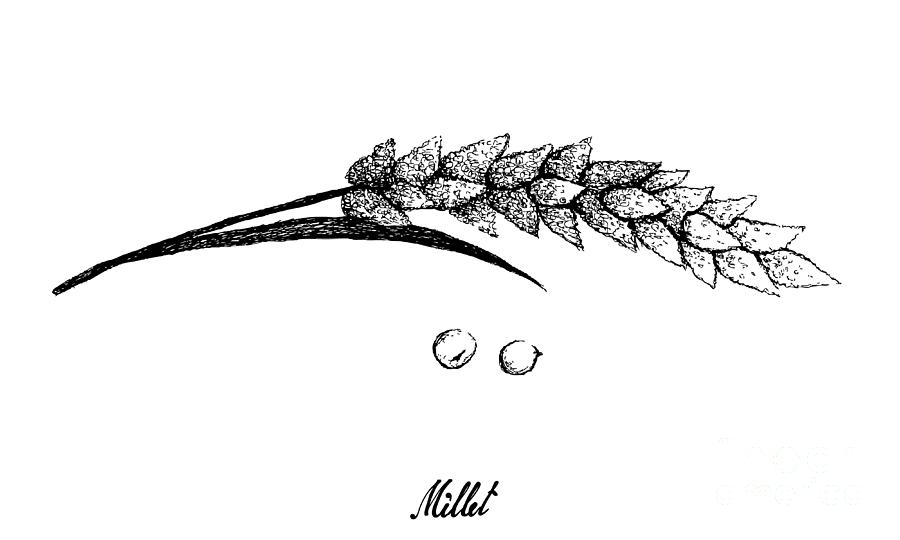 Hand Drawn of Ripe Millets on White Drawing by Iam Nee
