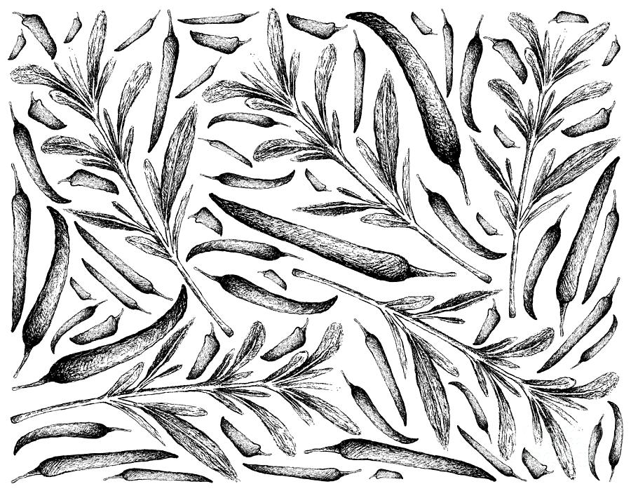 Hand Drawn Of Summer Savory With Chili Peppers Drawing