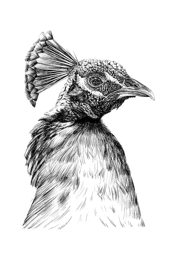 Peacock bird hand drawn sketch Vector illustration Beautiful birds Stock  Vector | Adobe Stock