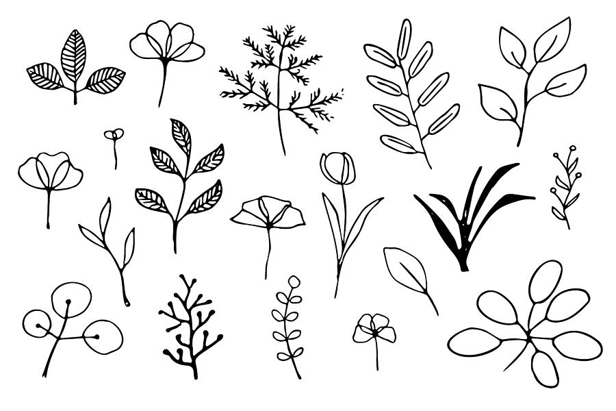 Hand drawn plants Drawing by Dimitris66